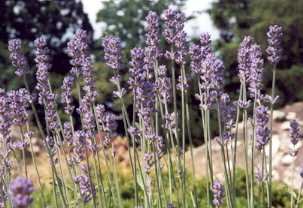 75385-lavanda.jpg, 14 KB