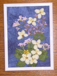 75459-Jasmin.JPG, 27 KB